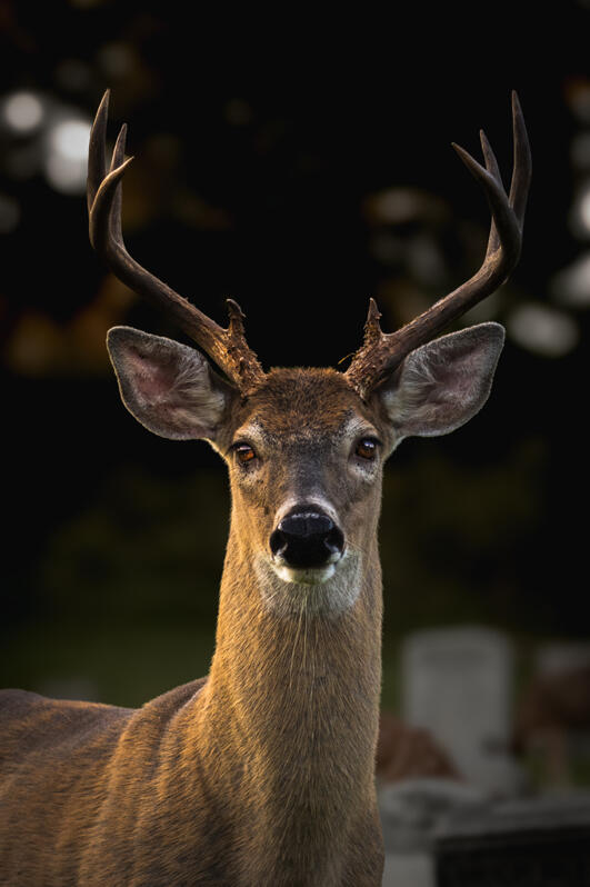 Eight Point – Washington, PA